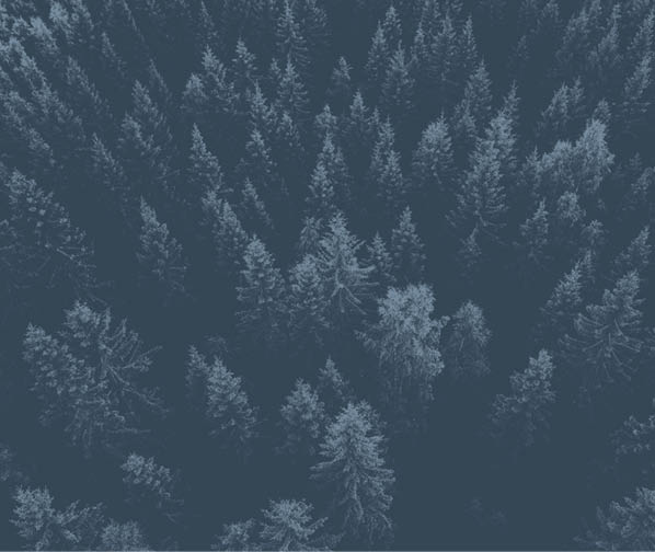 Aerial top view of summer green trees in forest in rural Finland  Drone photography