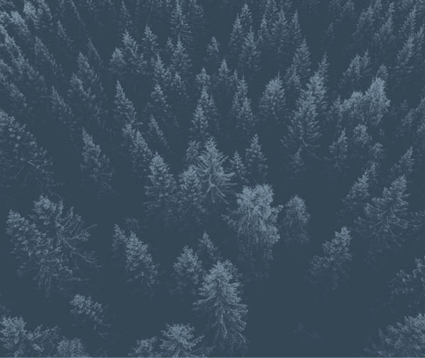 Aerial top view of summer green trees in forest in rural Finland  Drone photography