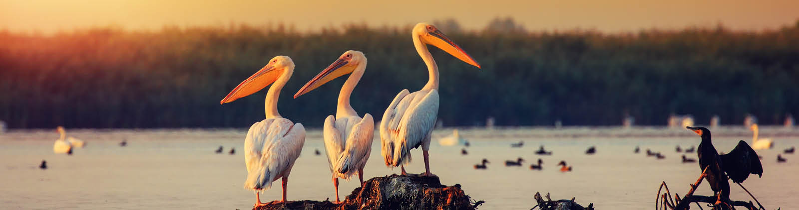 Pelican colony in Danube Delta Romania  The Danube Delta is home to the largest colony of pelicans outside Africa