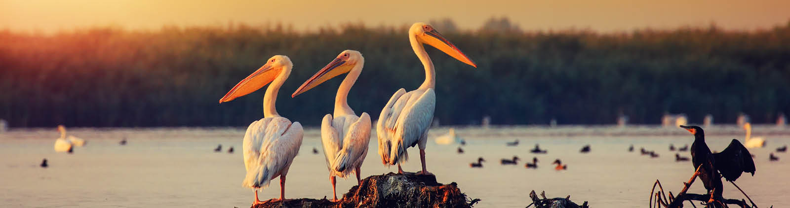 Pelican colony in Danube Delta Romania  The Danube Delta is home to the largest colony of pelicans outside Africa