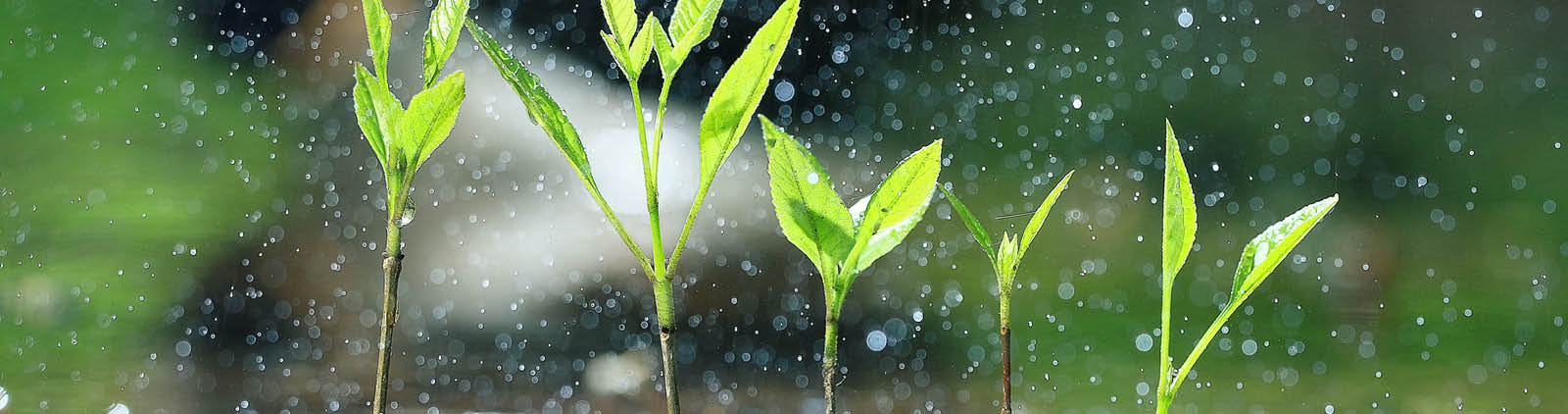 Close up of plant shoots growing out of shallow lake, pond, or river's edge